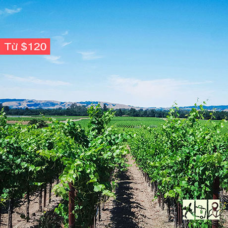 tour thung lũng napa