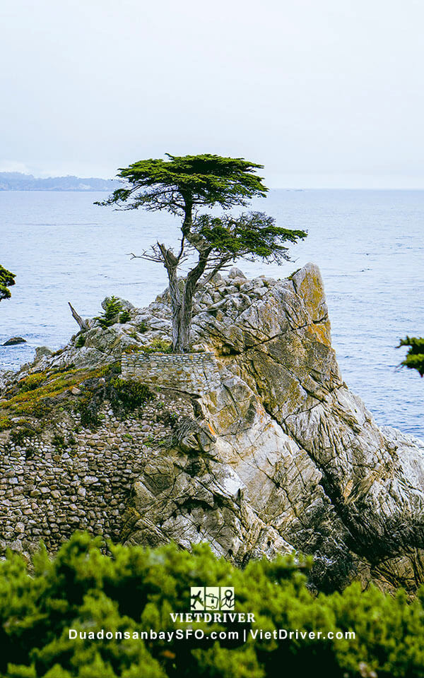 cây bách cô đơn - Lone Cypress