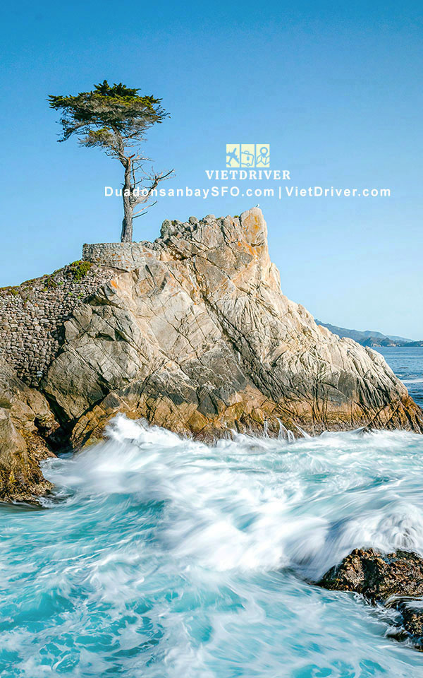 Lone Cypress - Carmel By The Sea