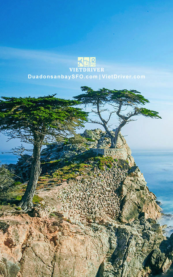 Lone Cypress - cây bách cô đơn