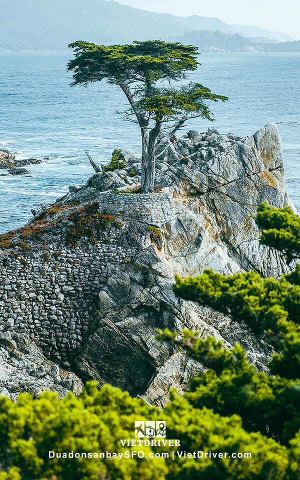 Lone Cypress