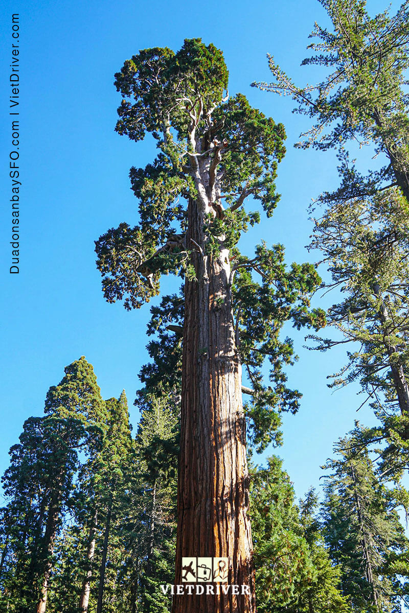 mariposa grove - công viên quốc gia yosemite