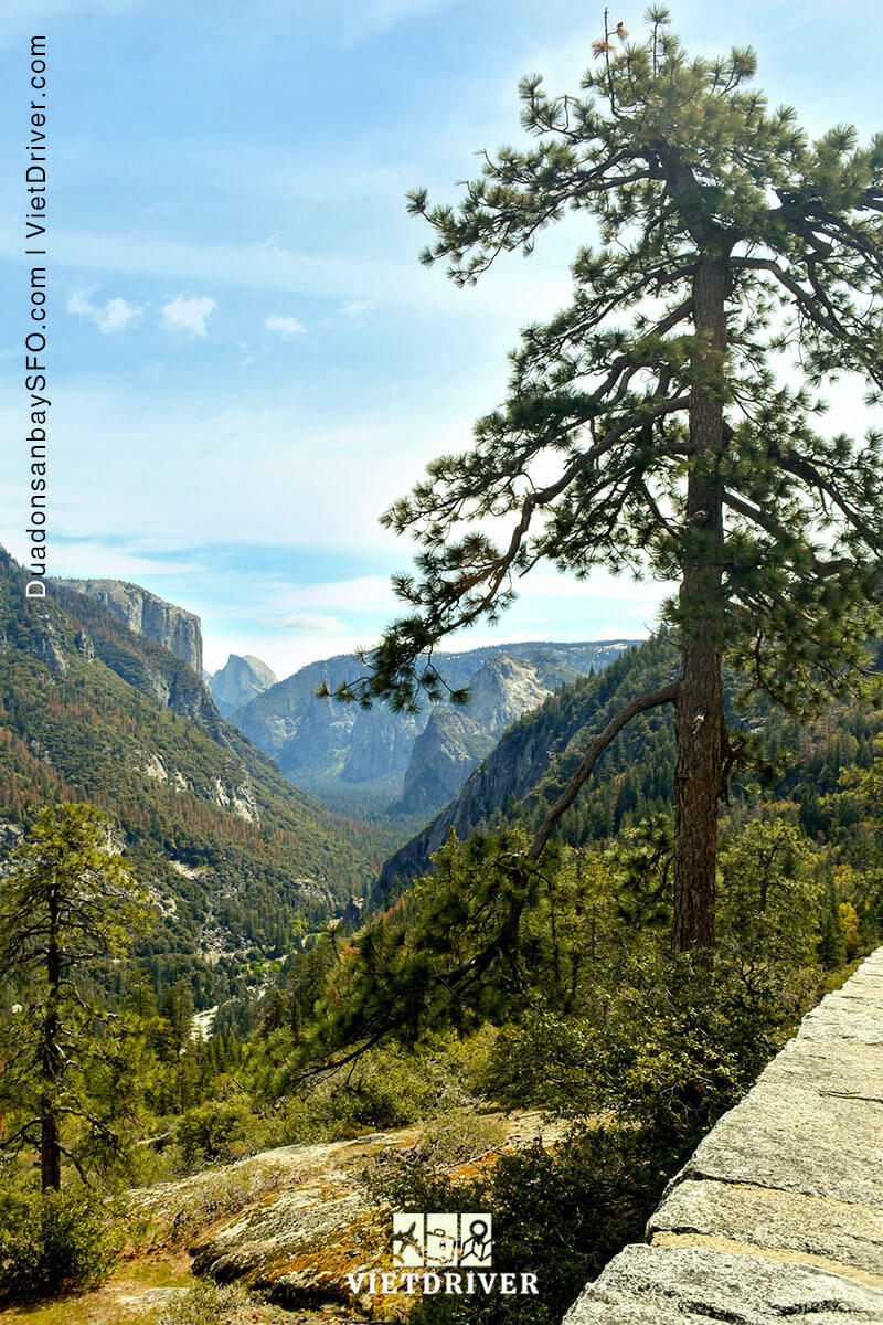 mariposa grove - công viên yosemite