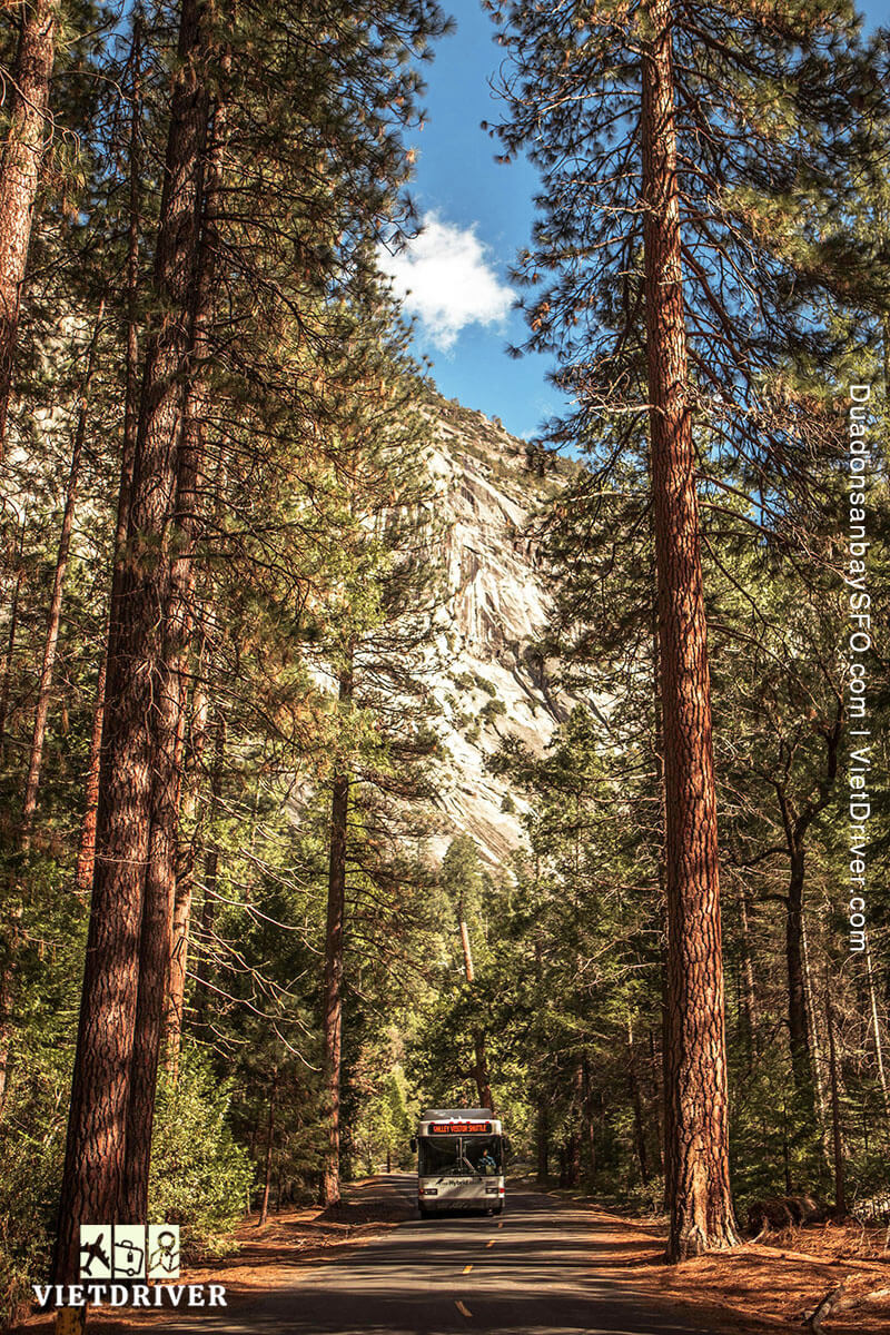 mariposa grove - yosemite vườn quốc gia