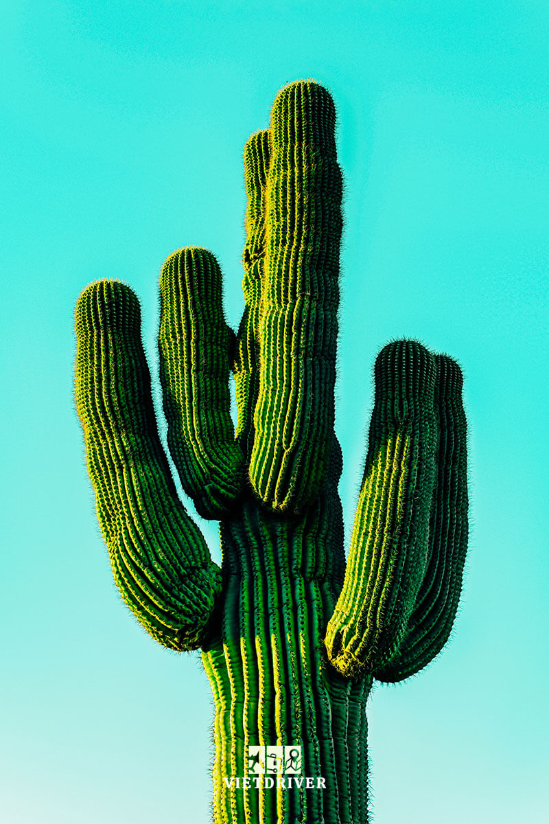 tham quan thành phố scottsdale