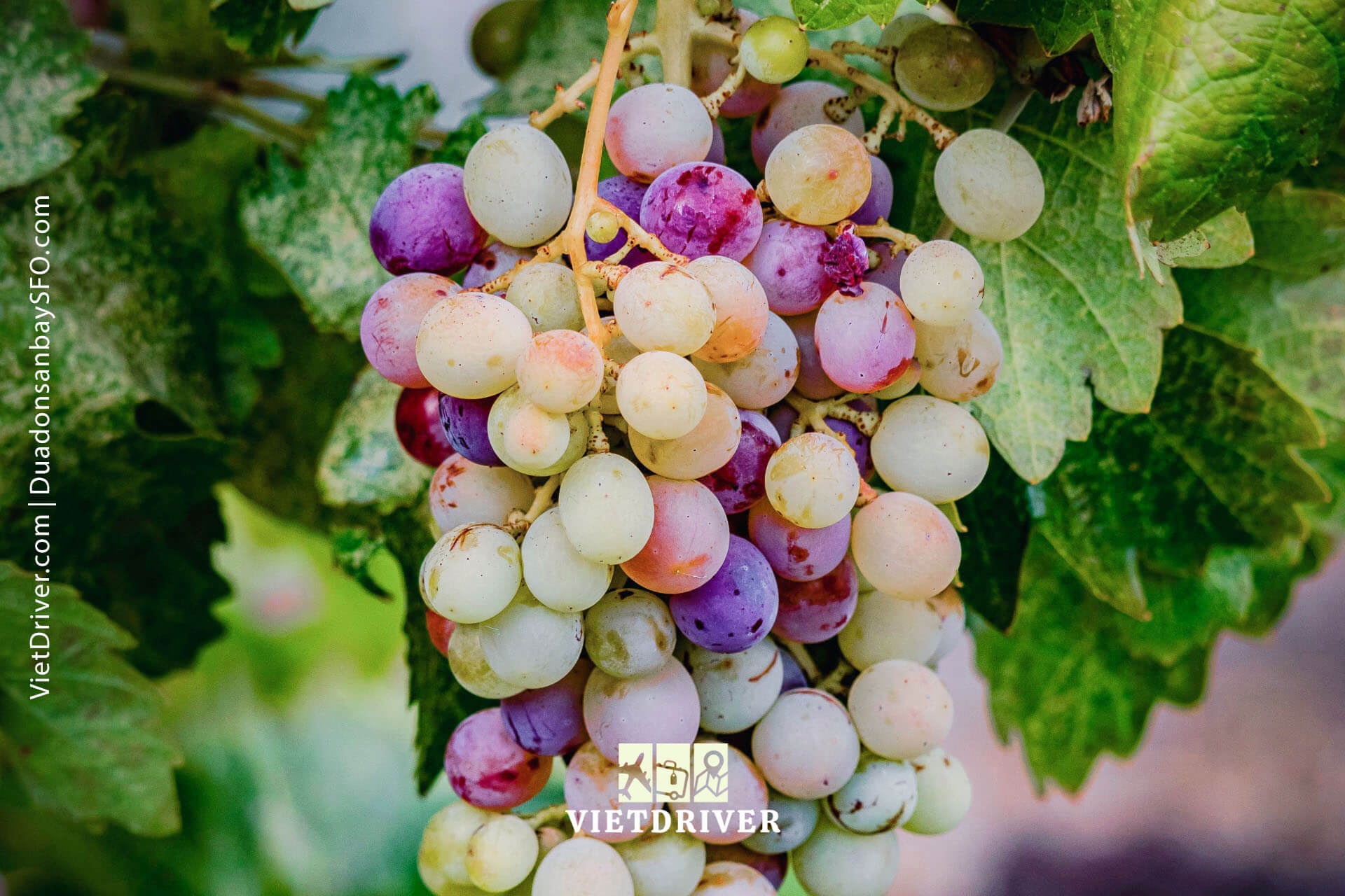 tham quan thung lũng napa