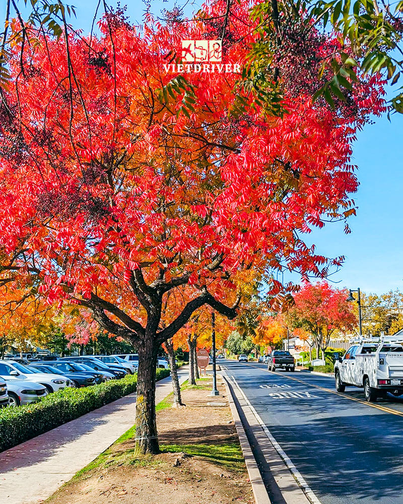 thung lũng napa valley