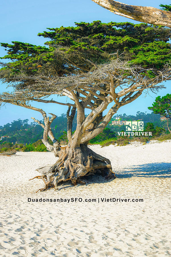 tour du lịch carmel by the sea