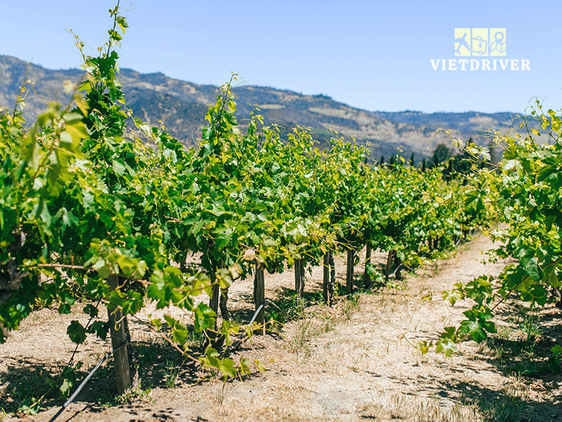 Tour Napa Valley