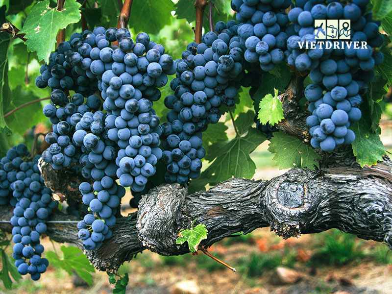 tour thung lũng napa