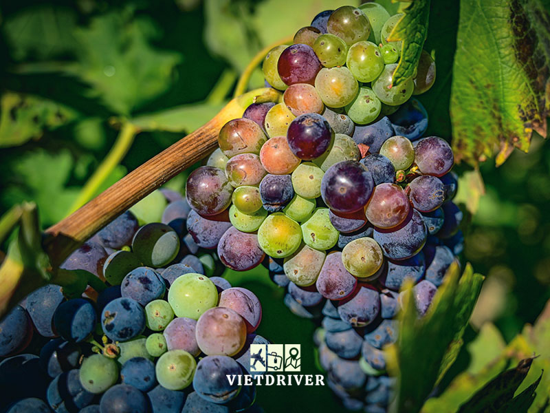 tour thung lũng napa