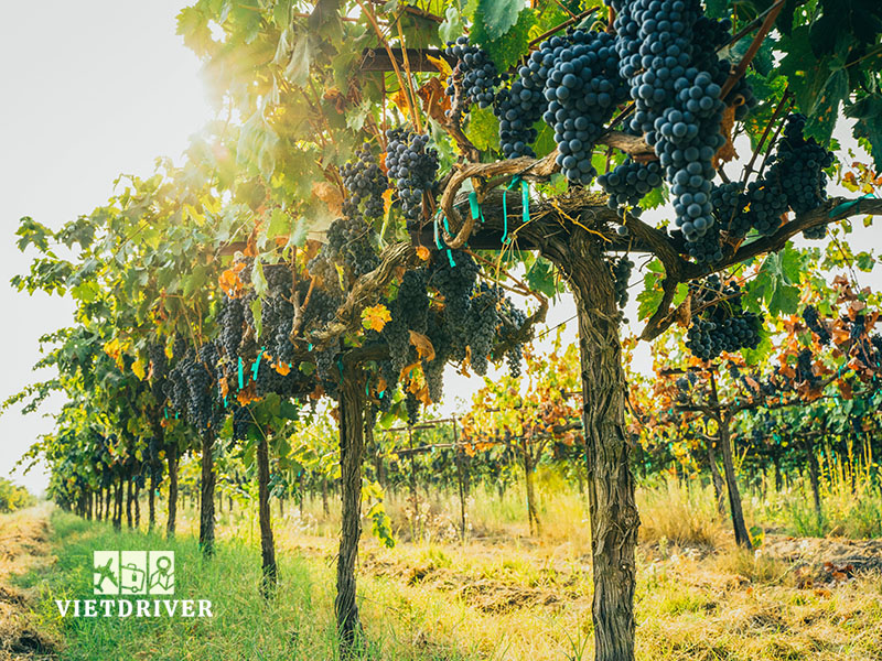 tour thung lũng napa