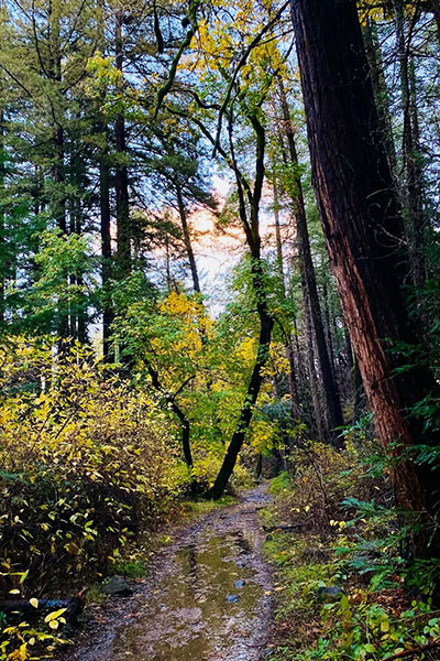 công viên tiểu bang thung lũng bothe-napa