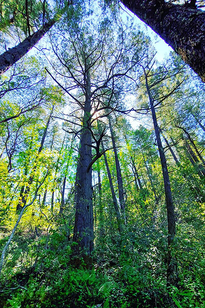 công viên tiểu bang thung lũng bothe-napa