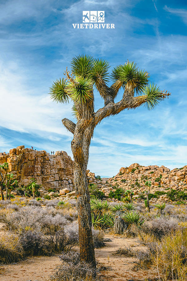 công viên quốc gia Joshua Tree