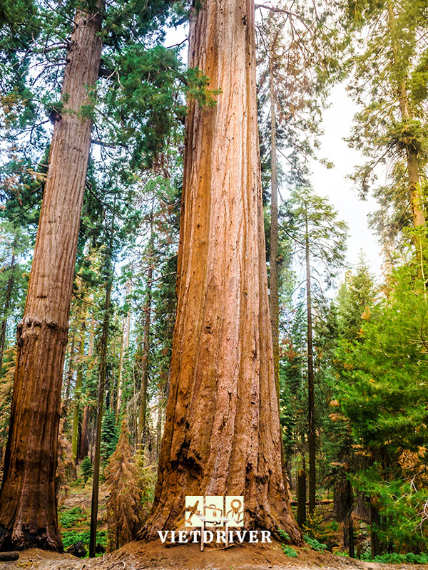 công viên quốc gia Sequoia