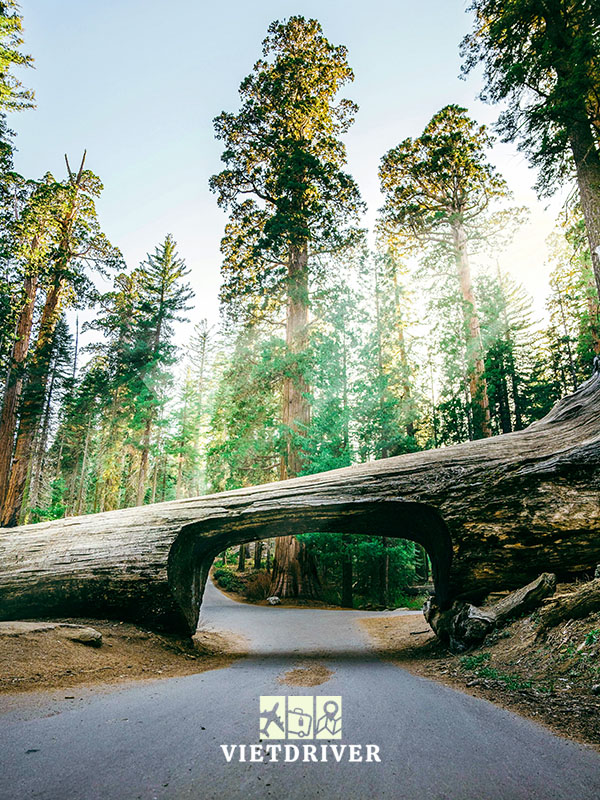 công viên quốc gia Sequoia