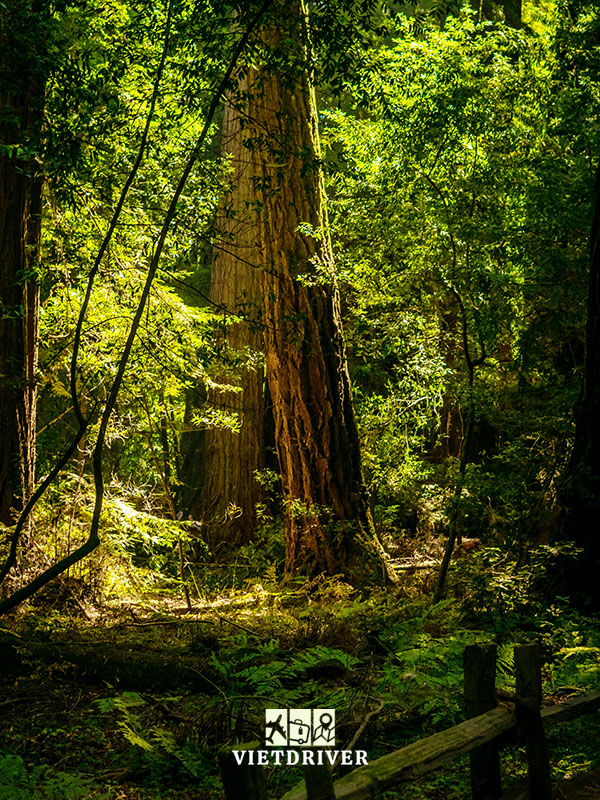 công viên tiểu bang henry cowell redwoods