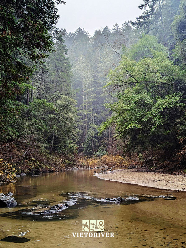 công viên tiểu bang henry cowell redwoods