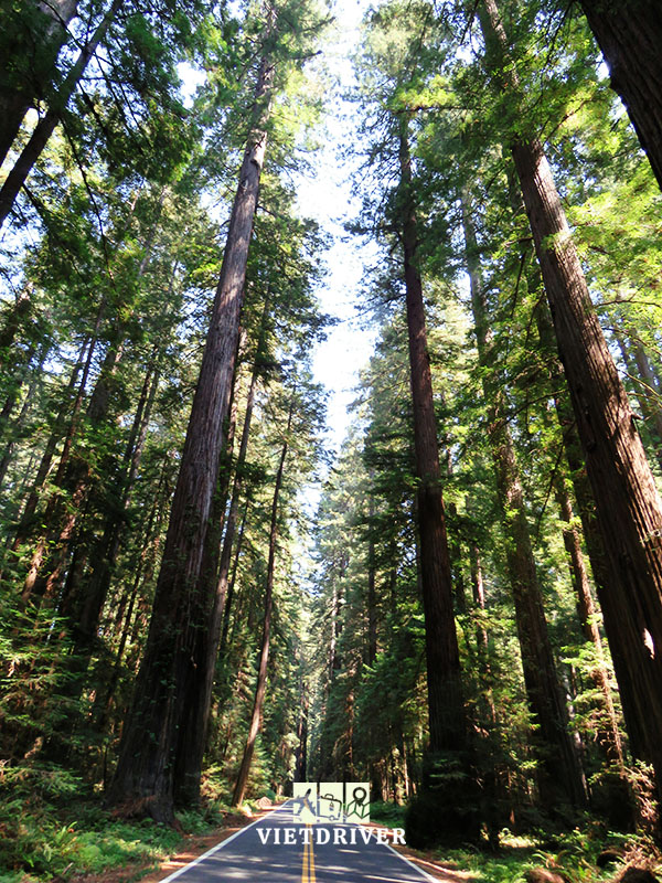 công viên tiểu bang henry cowell redwoods