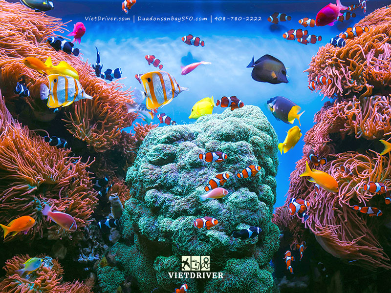 thủy cung vịnh monterey