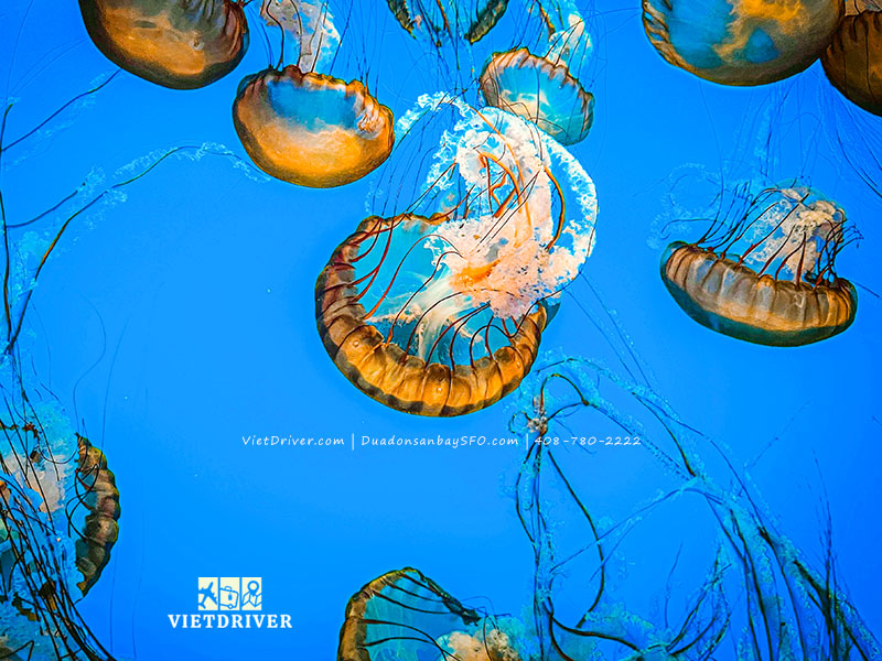 thủy cung vịnh monterey