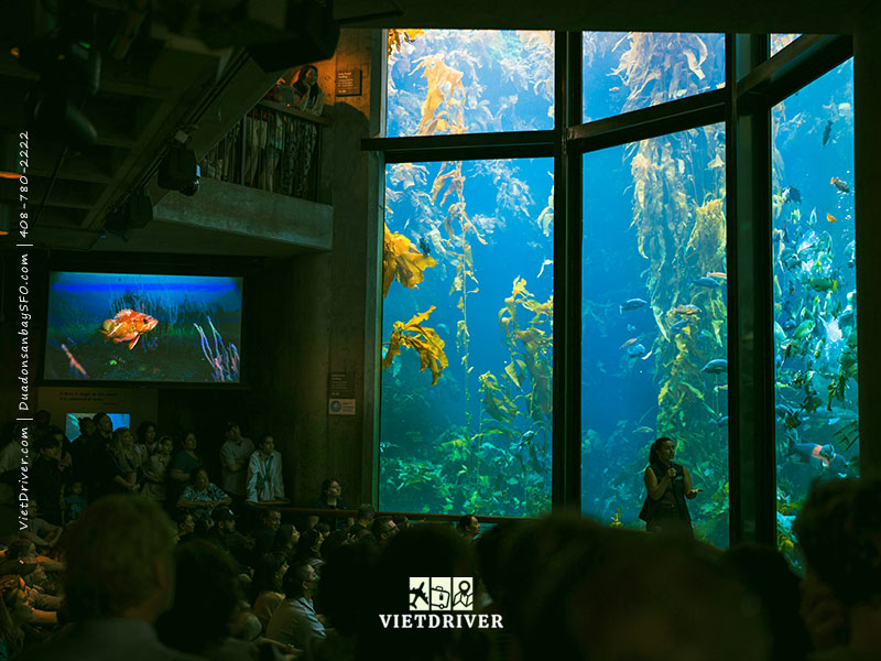 thủy cung vịnh monterey