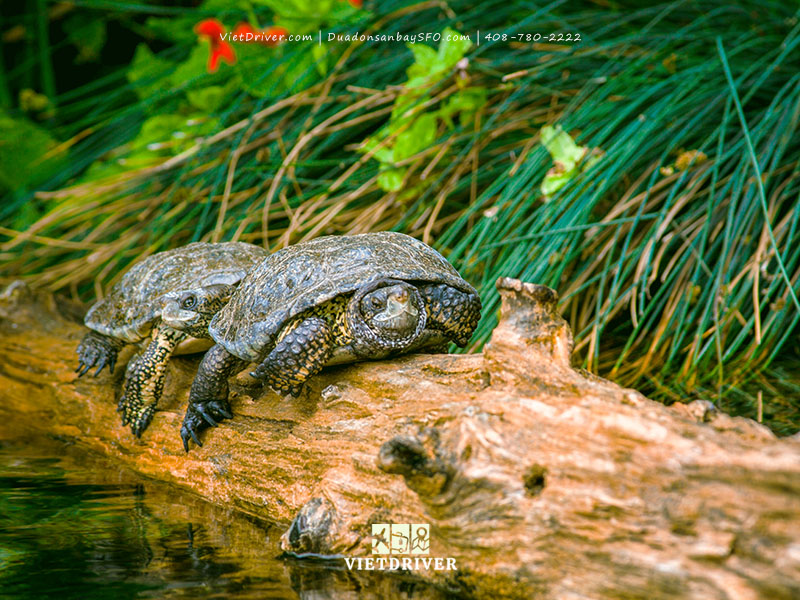 thủy cung vịnh monterey