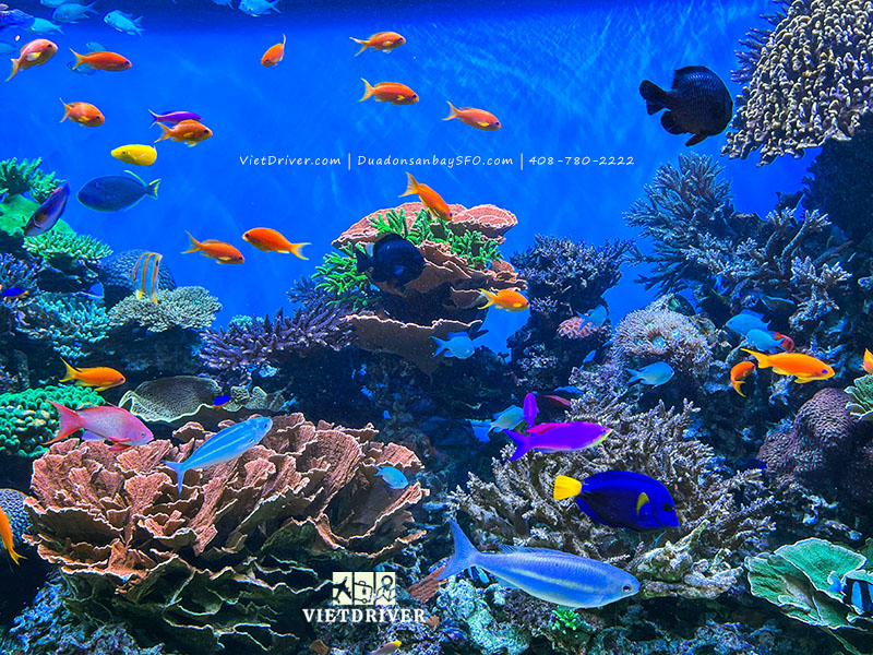 thủy cung vịnh monterey