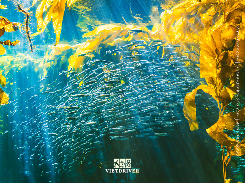 thủy cung vịnh monterey