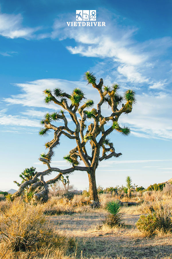 vườn quốc gia Joshua Tree
