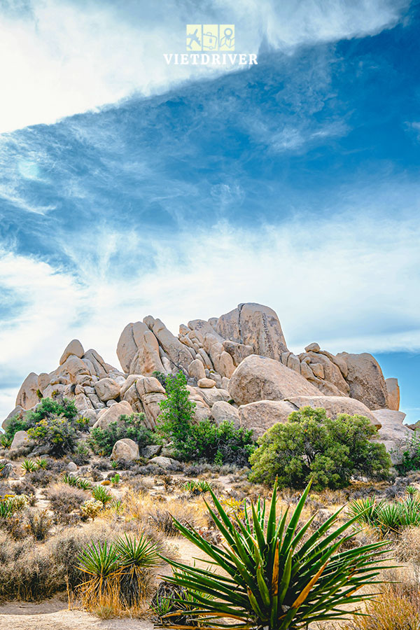 vườn quốc gia Joshua Tree