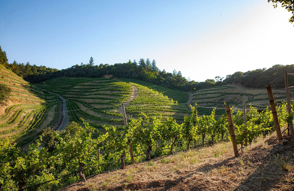 Trang trại nho Pine Ridge