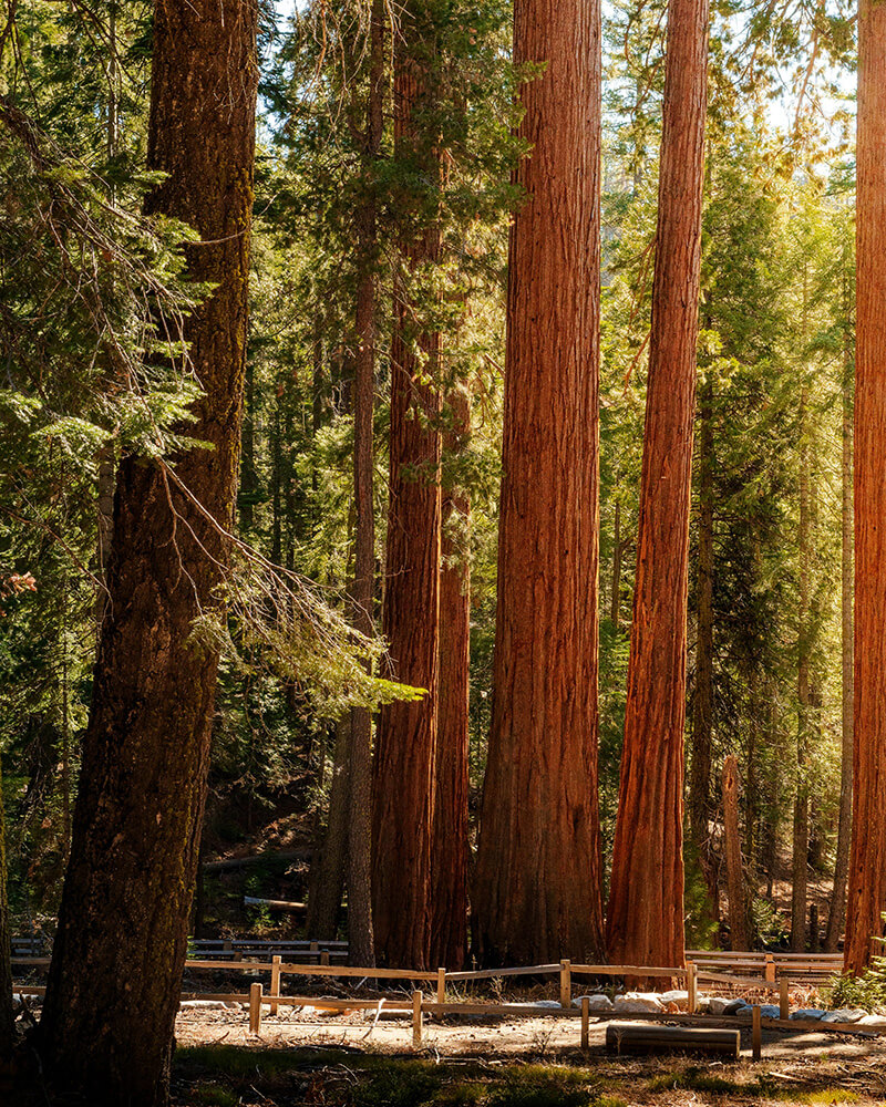 Cam trai tai yosemite 3