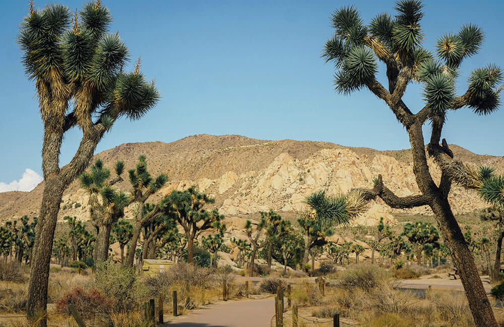 công viên quốc gia joshua tree