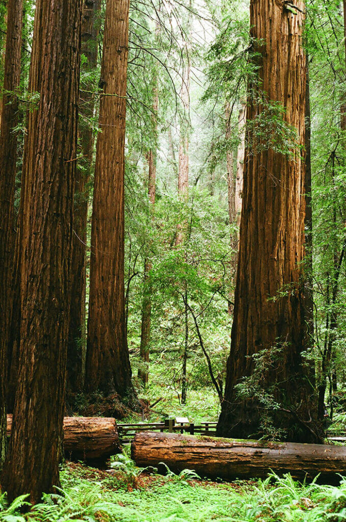 di tích quốc gia muir woods