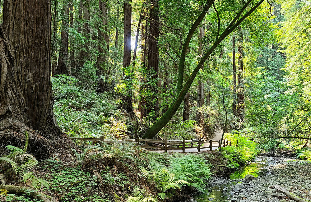 di tích quốc gia muir woods