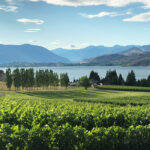 so sánh rượu vang washington và thung lũng napa