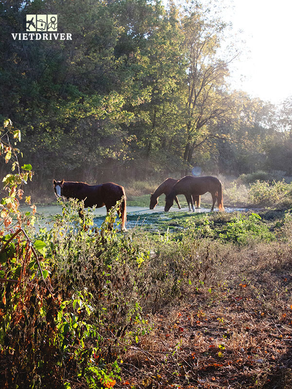 rừng Quốc Gia Ozark