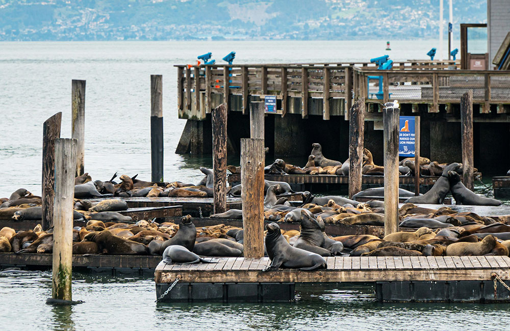 San francisco noi tieng ve cai gi 1