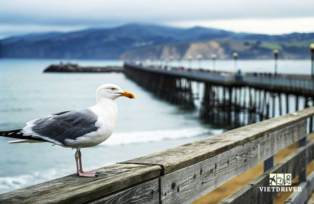 Kinh nghiem du lich san francisco 2