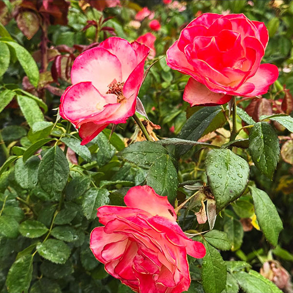 Vườn Hồng Thành Phố