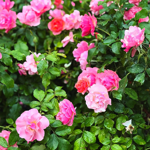 Vườn Hồng Thành Phố