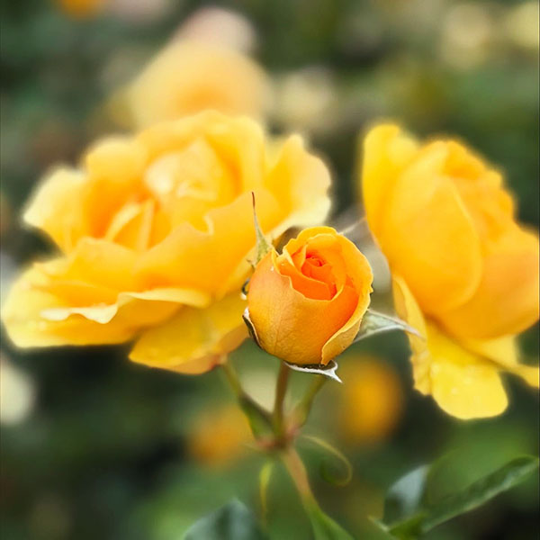 Vườn Hồng Thành Phố