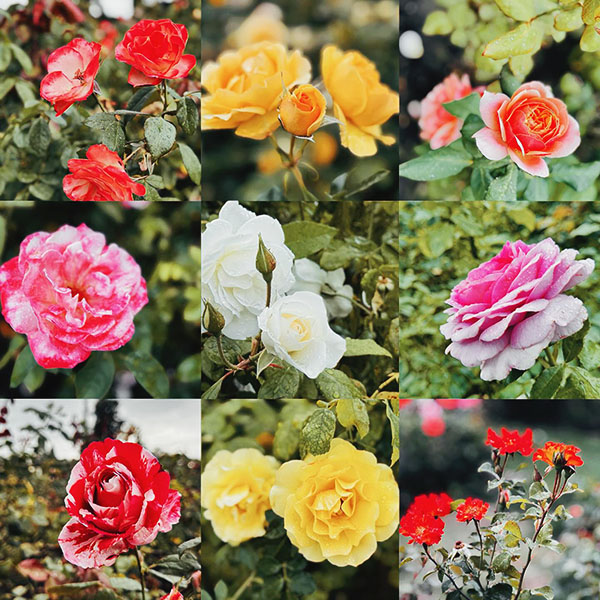 Vườn Hồng Thành Phố