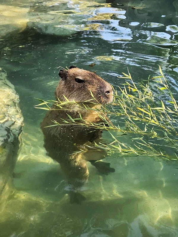 Happy Hollow Park & Zoo
