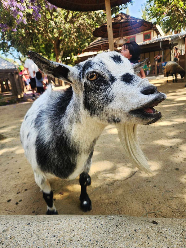 Happy Hollow Park & Zoo