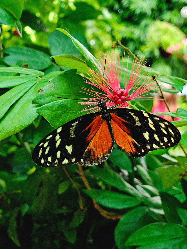 tour đi florida, di flordia my