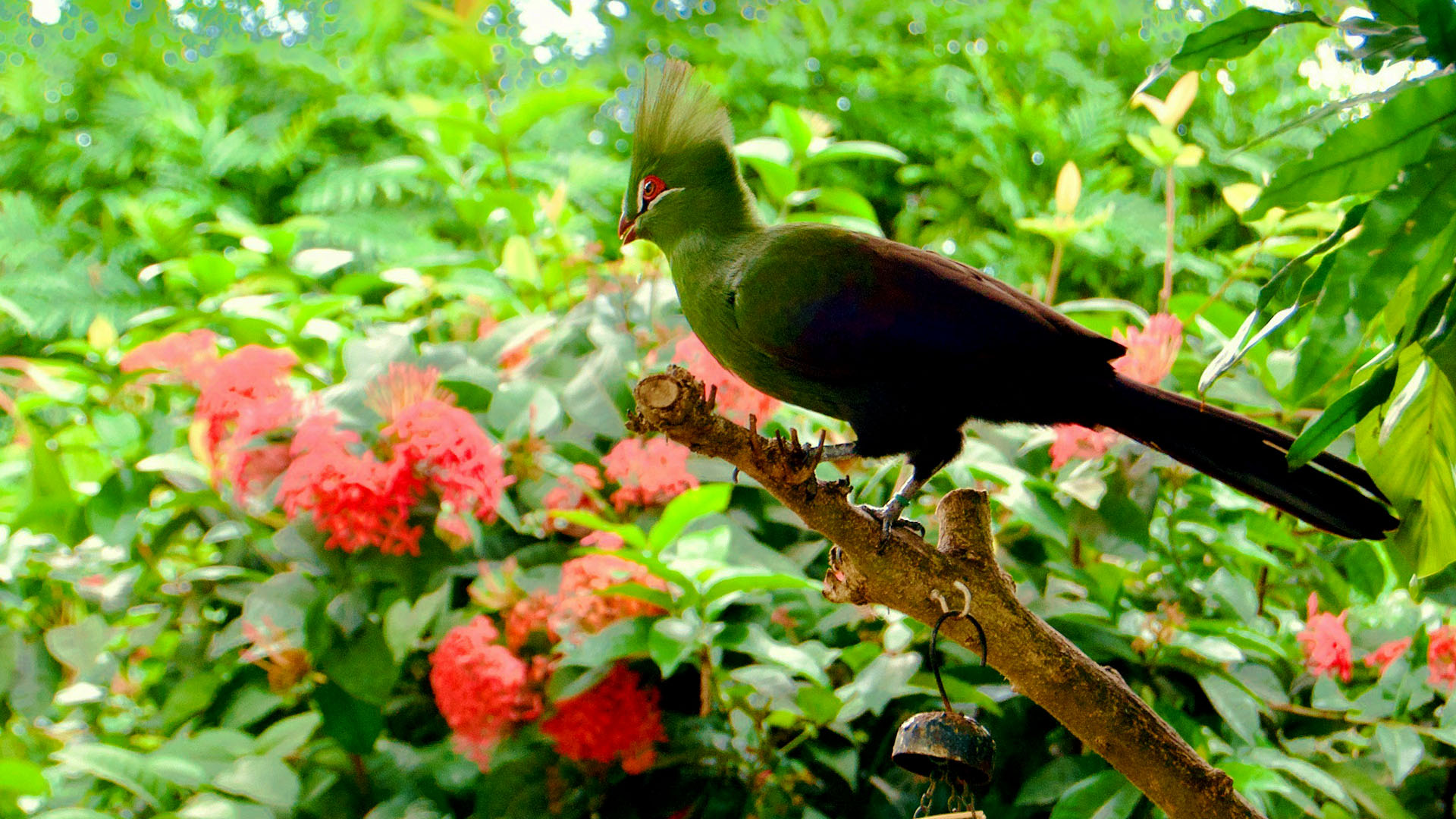 tour đi florida, di flordia my