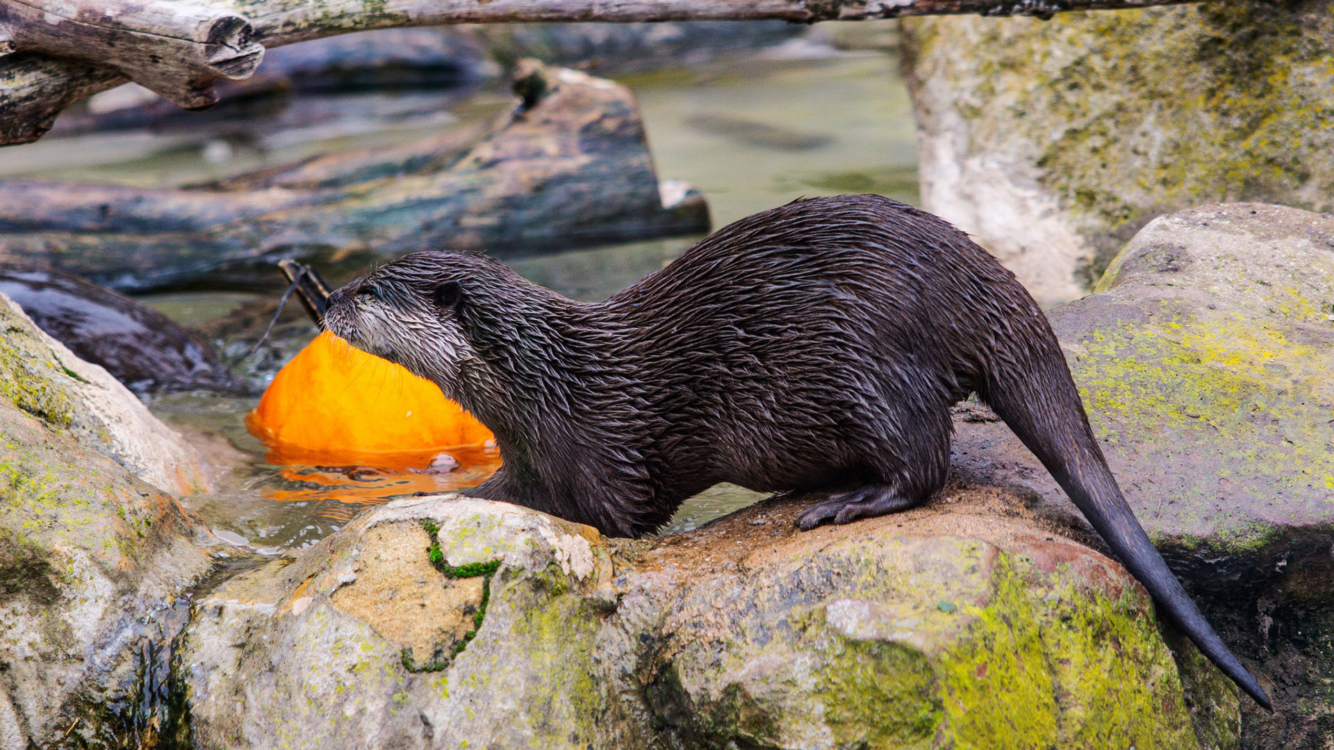 Vườn thú Santa Barbara